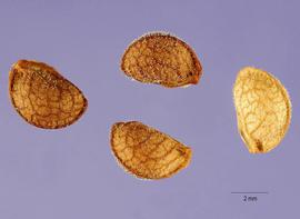   Seeds:   Pavonia hastata ; Photo by T. Slotta, USDA-NRCS Plants Database
